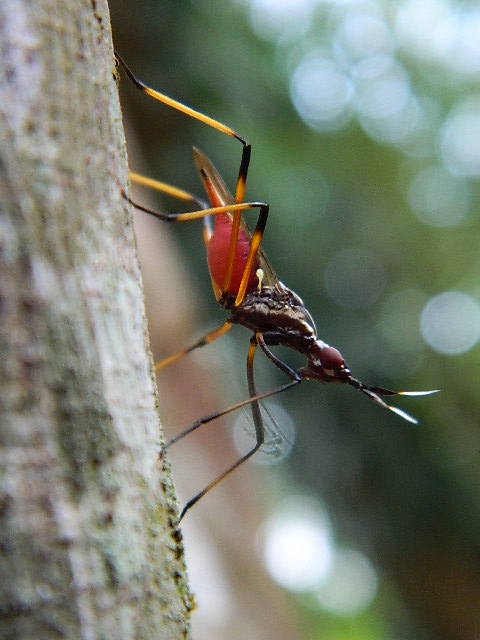 banana stalk fly