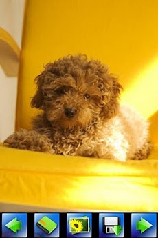 小型犬の壁紙 Androidアプリ Applion