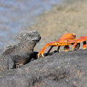 Marine Iguana and Sally Lightfoot Crab