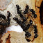 Ants with slime mold
