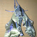 Blinded Sphinx Moth