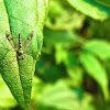 Long-Legged Fly