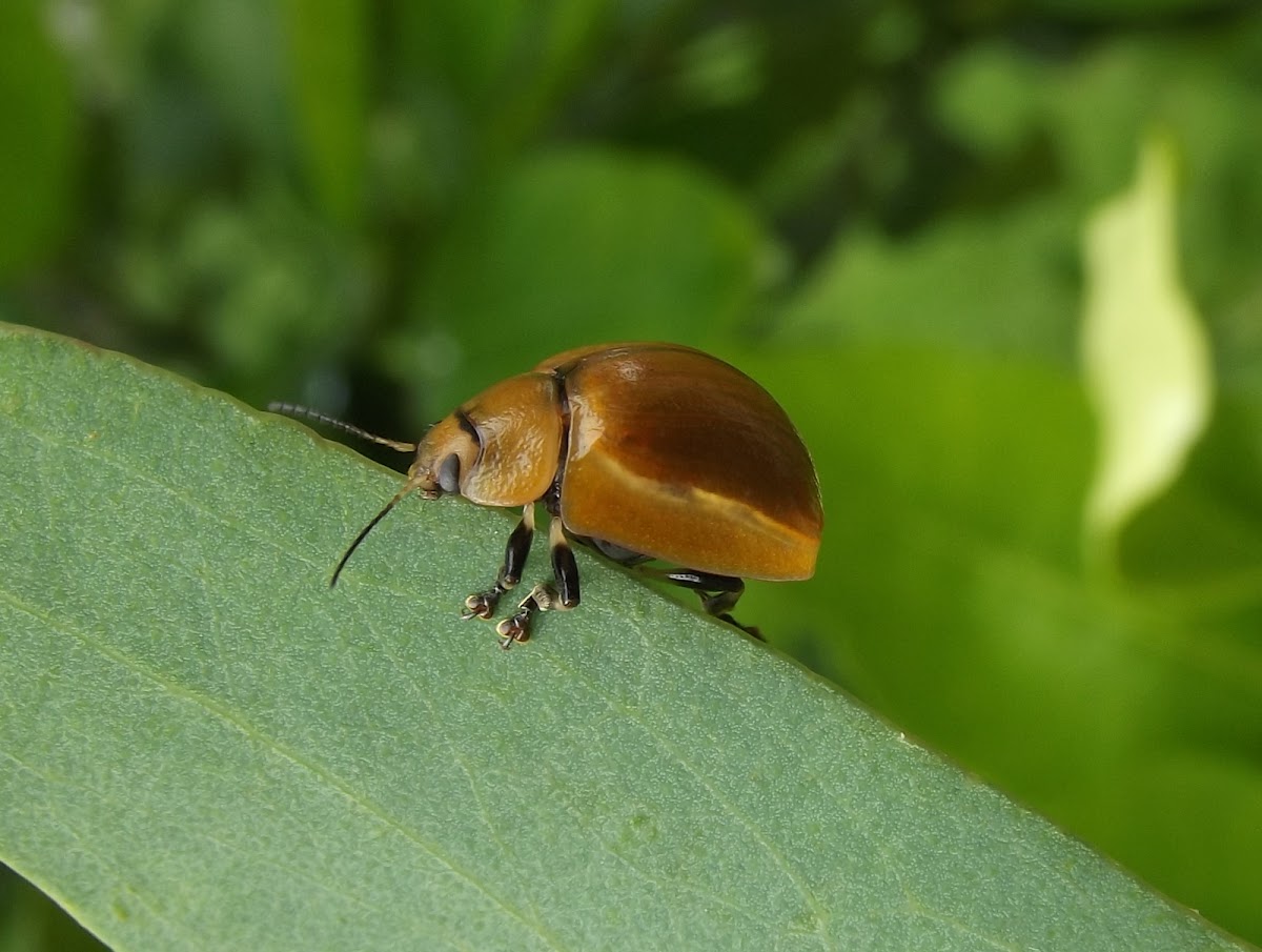 Tortoise leaf beetle