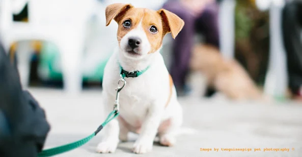 Sound Proof Puppy Training(圖8)-速報App