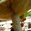 Another mystery mushroom