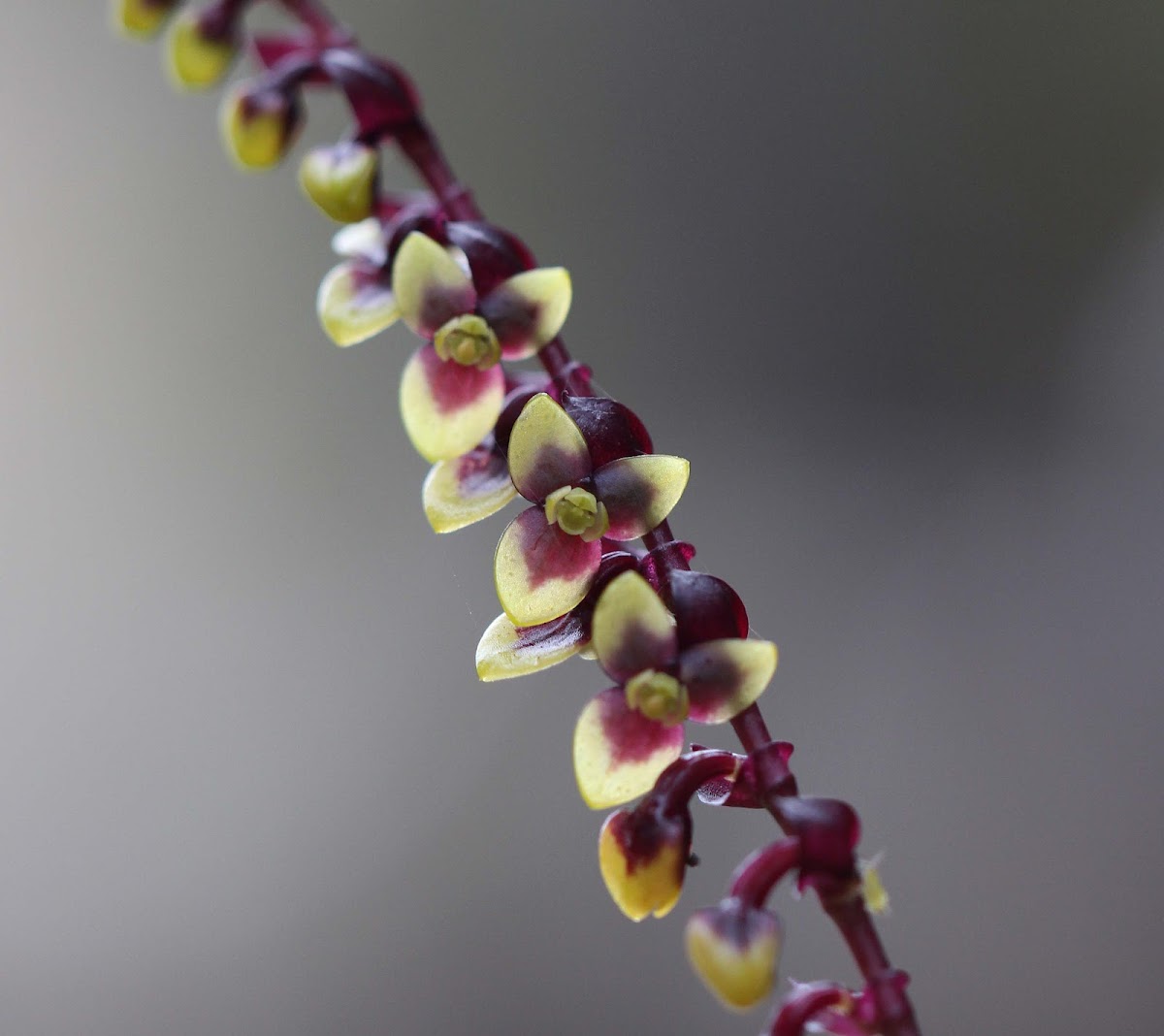 Mistletoe orchid