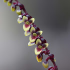 Mistletoe orchid