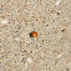 Seven Spotted Ladybug