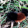 Woolly bear