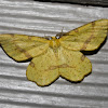 Rufous Geometer Moth