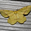 Rufous Geometer Moth