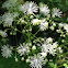 Tall meadow-rue