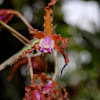 Schomburgkia Orchid