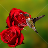 Ruby rose by Lyle Gallup -  