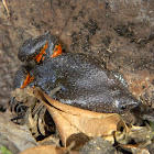 rana puntuda - colombiam plump frog - burrowing toad