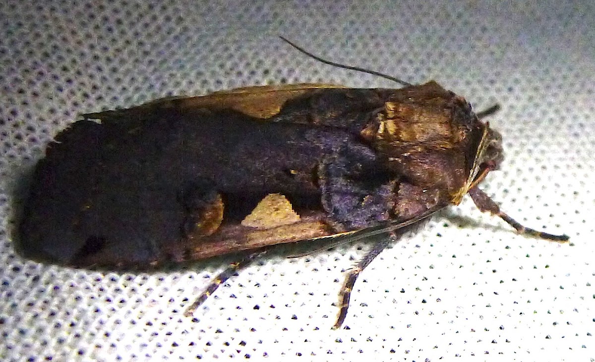 Setaceous Hebrew Character Moth