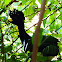 Great curassow male