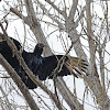 Black vulture