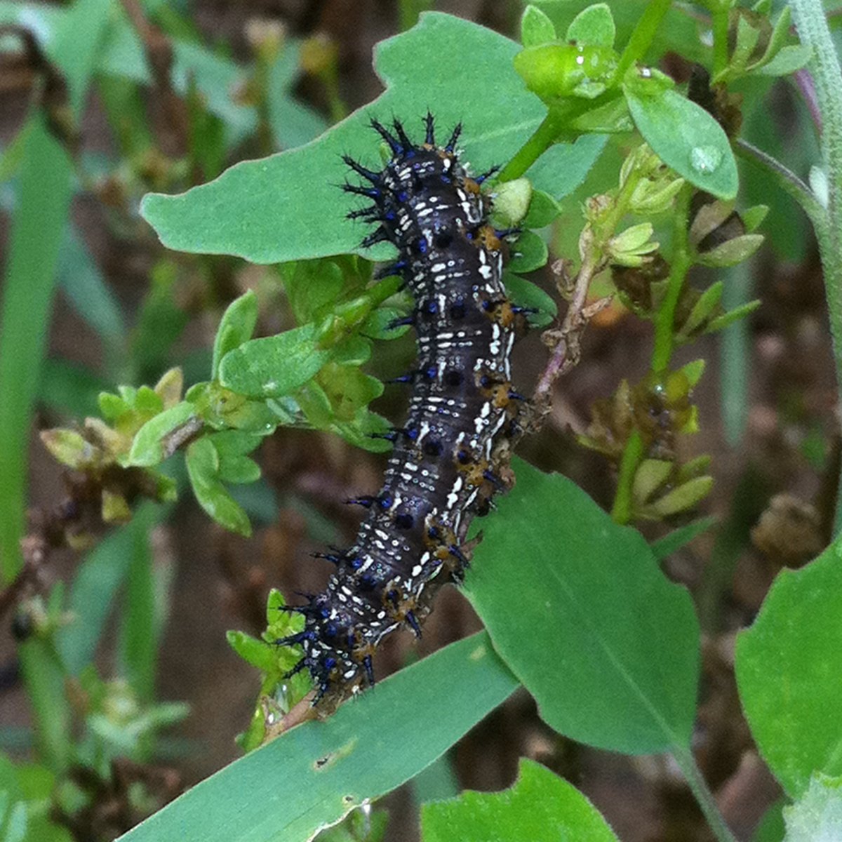 Caterpillar 