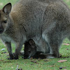 Bennet's wallaby, aka red-necked wallaby