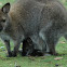 Bennet's wallaby, aka red-necked wallaby
