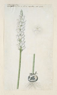 Ornithogalum conicum Jacq.