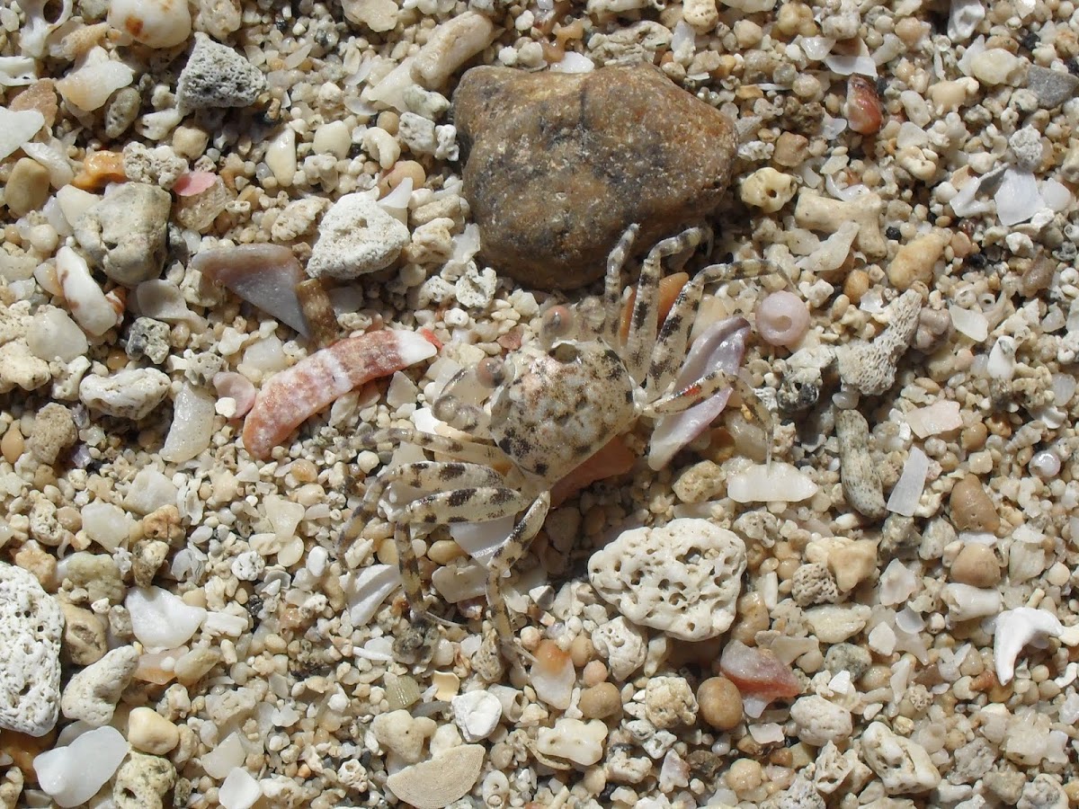 Horn-Eyed Ghost Crab