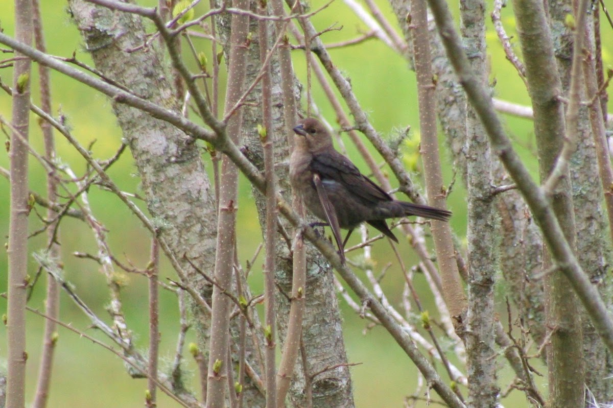 Brown-headed Cowbird  (female)