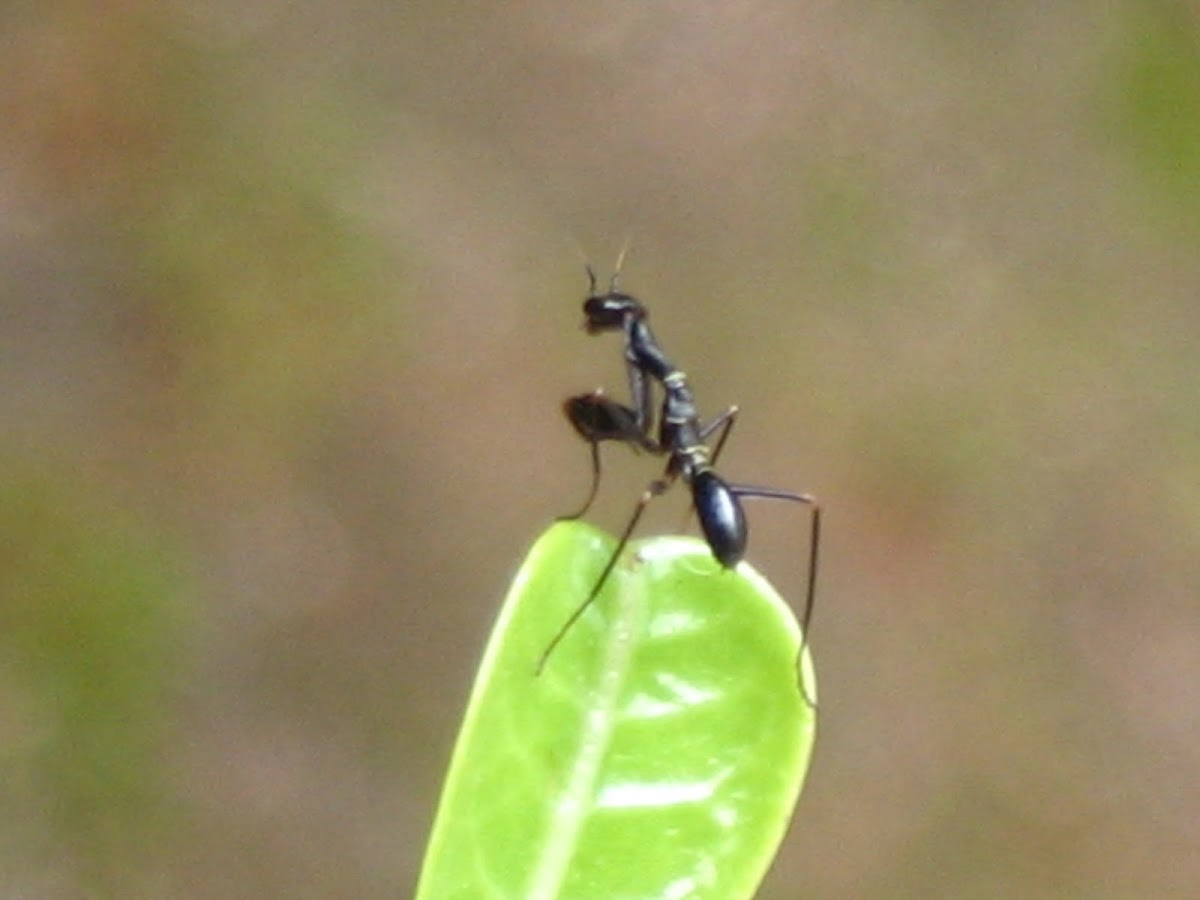 Asian Ant mantis