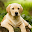 Which Dog Breed fits your Home Download on Windows