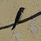 Barn Swallow