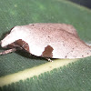 Wingia moth