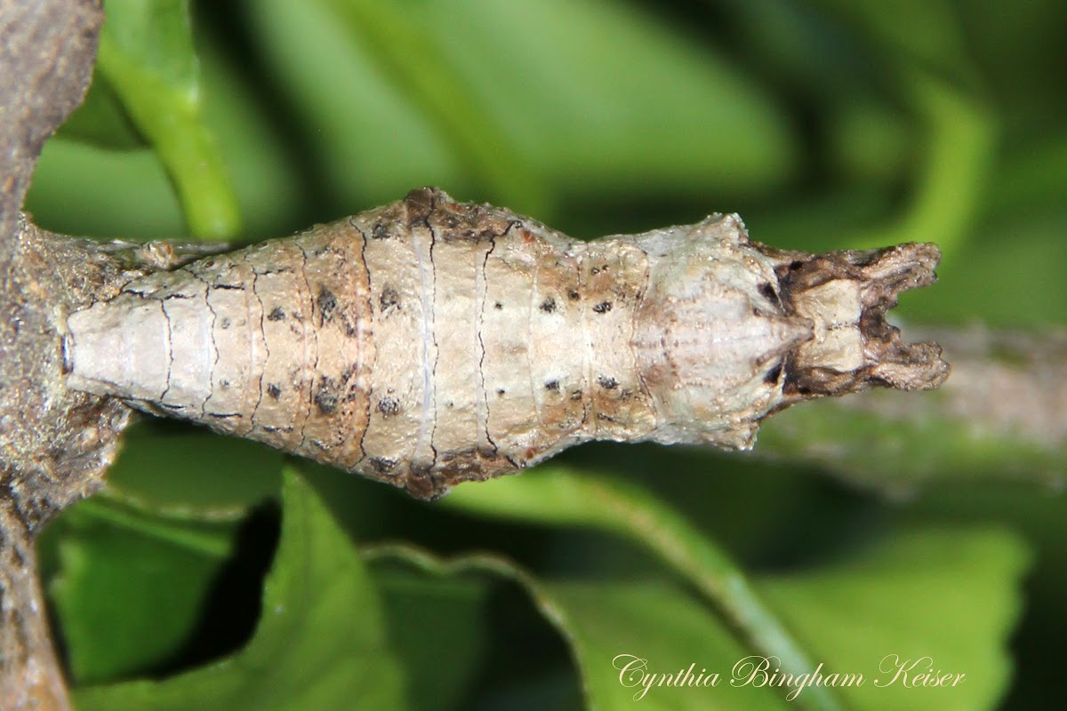 Giant Swallowtail (early pupa stage)