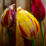 Raindrops on Tulips by Justin Murazzo -  