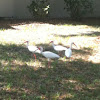 American white Ibis