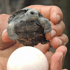 Sierra Negra tortoise (newly hatched)
