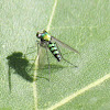 Green Long-legged fly