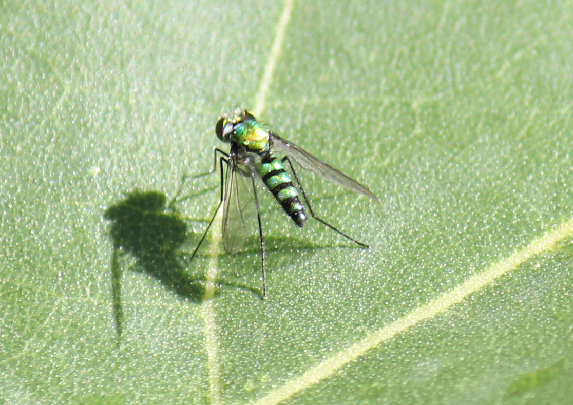 Green Long-legged fly