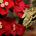 De koninginnenpage (Papilio machaon)