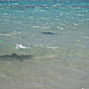 Black-tip Reef Shark