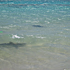 Black-tip Reef Shark