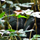 Silverback Mountain Gorilla