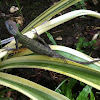 Oriental garden lizard, changeable lizard