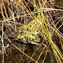 Northern Leopard frog
