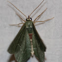 Geometrinae Moth (Emeralds)