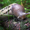 Black Limax Slug