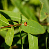 Asian lady beetle pupa