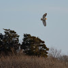 barn owl