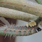 Brown Tussock Moth Caterpillar