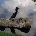 Cormorant